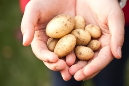 Are Potatoes Bad When Soft? Understanding Freshness and Safety
