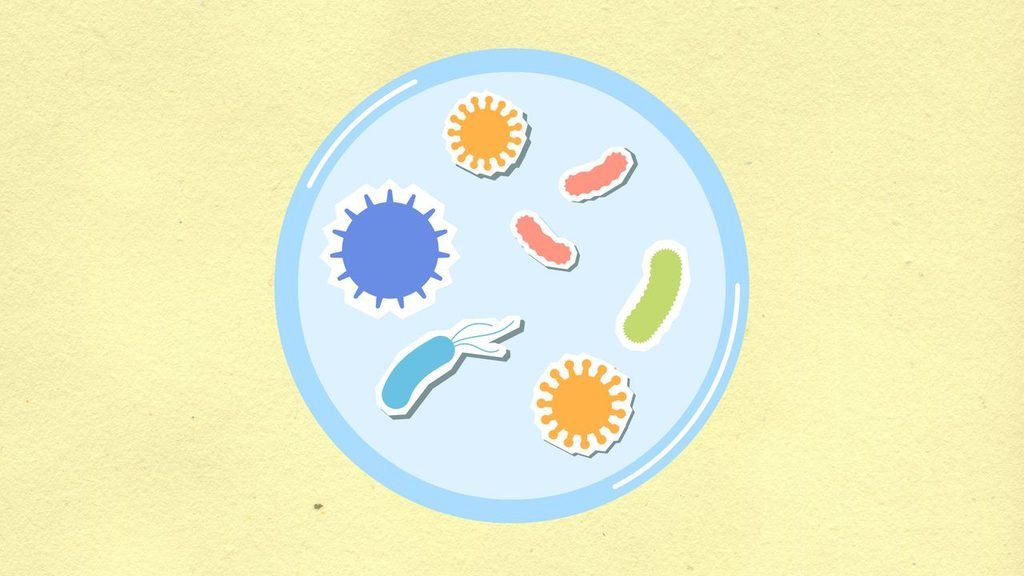 Salmonella Symptoms