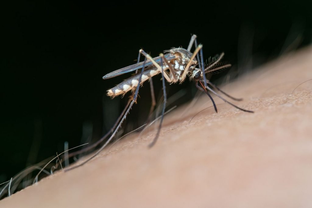 Dengue Vaccine