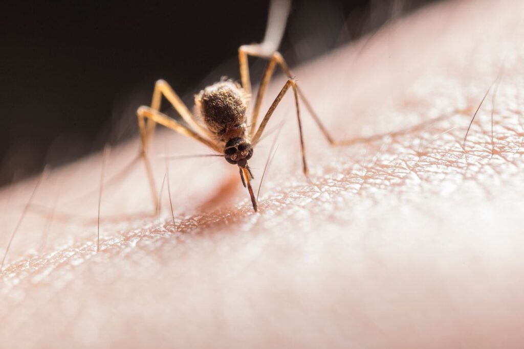 Dengue Fever in Florida